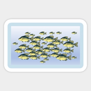 Crappie school Sticker